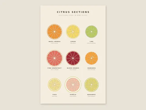 Citrus Sections: the artwork, shown flat