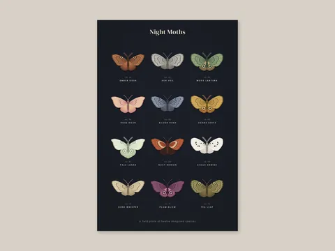 Night Moths: the artwork, shown flat