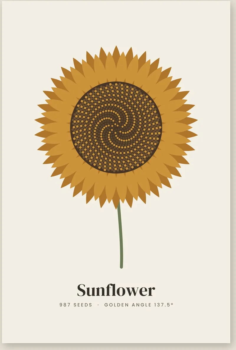 Golden Angle: a sunflower drawn seed by seed at 137.5 degrees